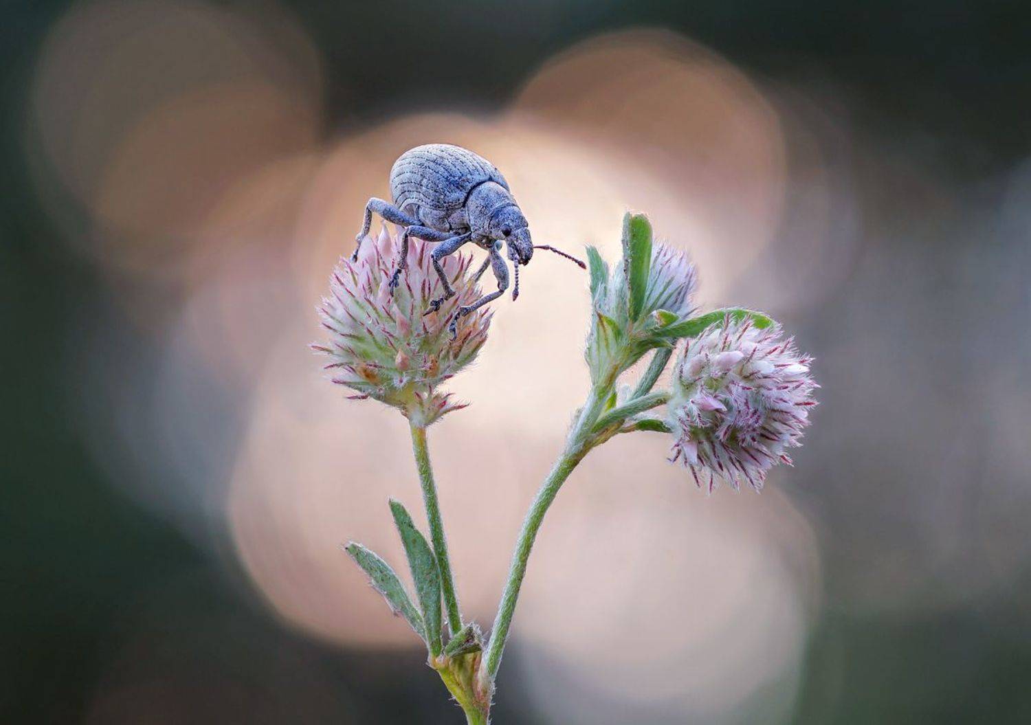 , Чепленко Алексей