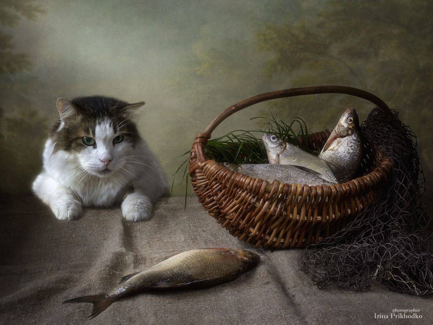 постановочное фото, животные, домашние животные, питомцы, натюрморт, рыба, улов, кот Лёва, Ирина Приходько