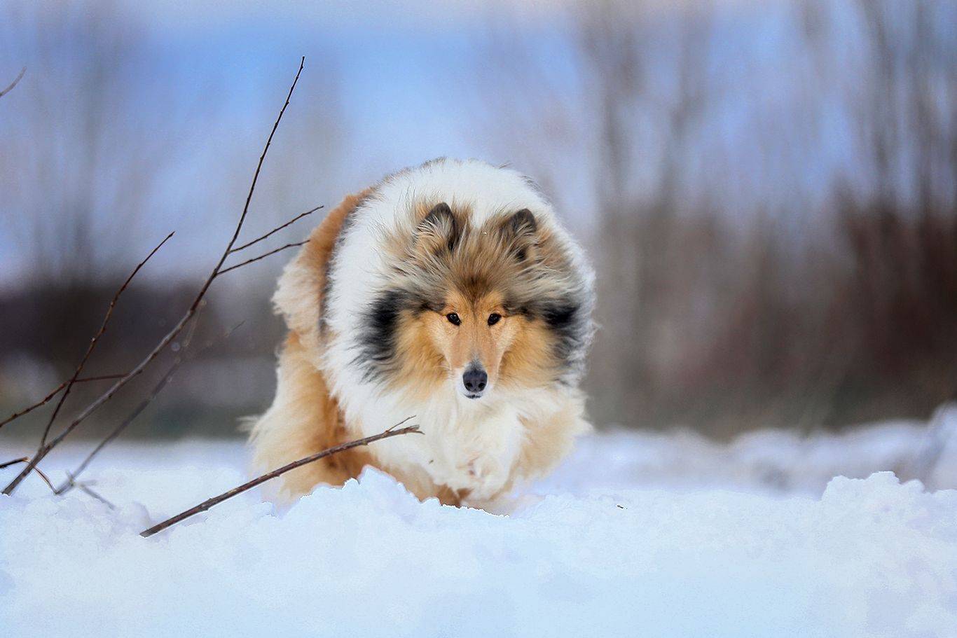 , Андрей Ершов