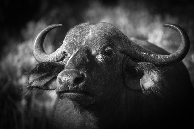 buffalo, africa, animal, safari, kenya, mammal, Portrait of Buffalo  фото превью