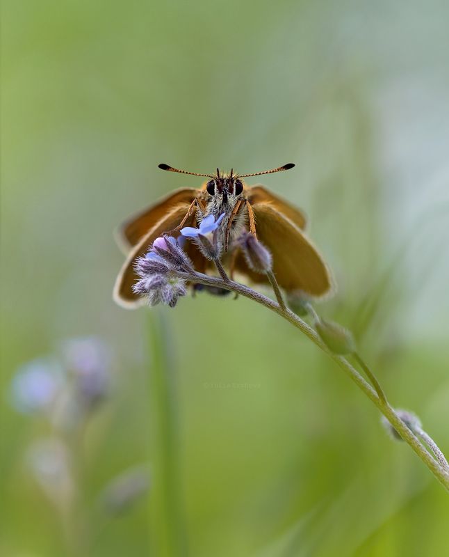 бабочка, толстоголовка, макро, macro На незабудке фото превью