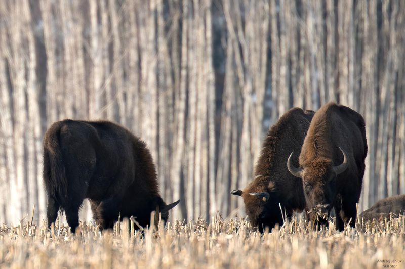 w brzezinie  фото превью
