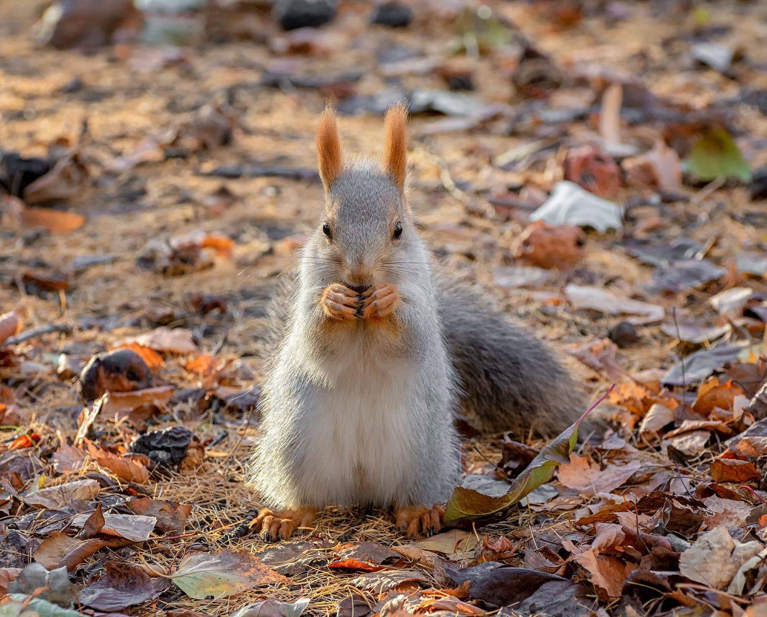 белка, осень, сад, груши,, Марина Мочалова