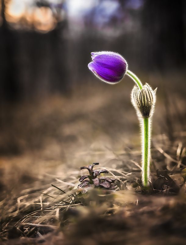 сон-трава, прострел, весна, красота, Прелесть фото превью