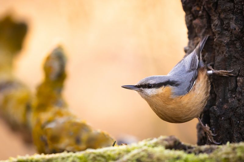 Nuthatch фото превью