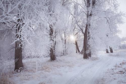 Белые кружева