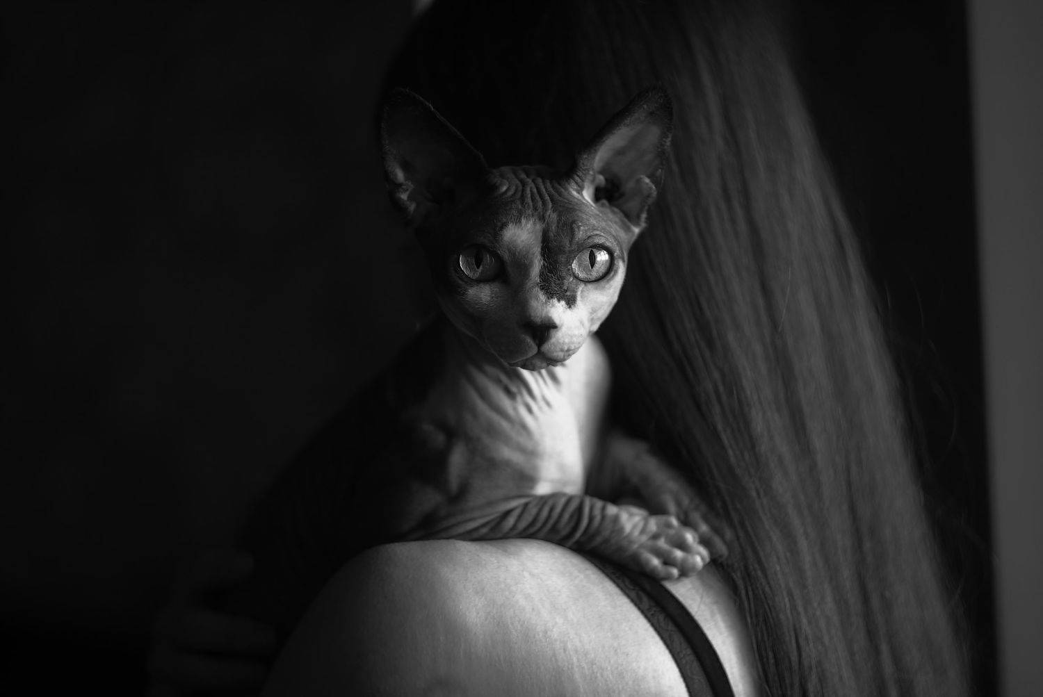 кот, девушка, чёрно-белое, сфинкс, Александр Зыков