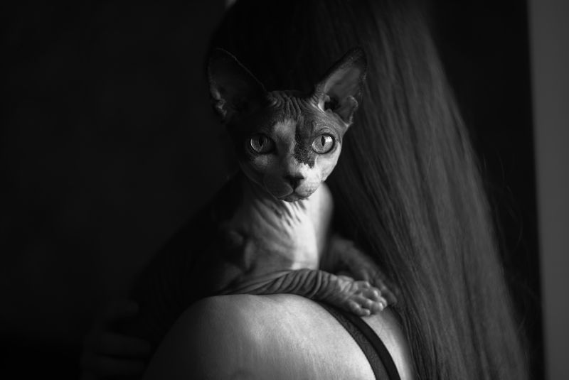 кот, девушка, чёрно-белое, сфинкс Персик фото превью