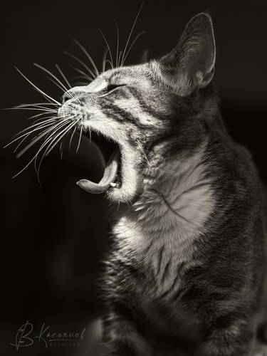 Tiger within!