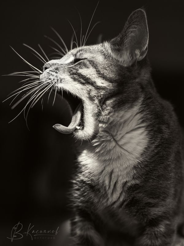 Домашний серый кот Tiger within! фото превью