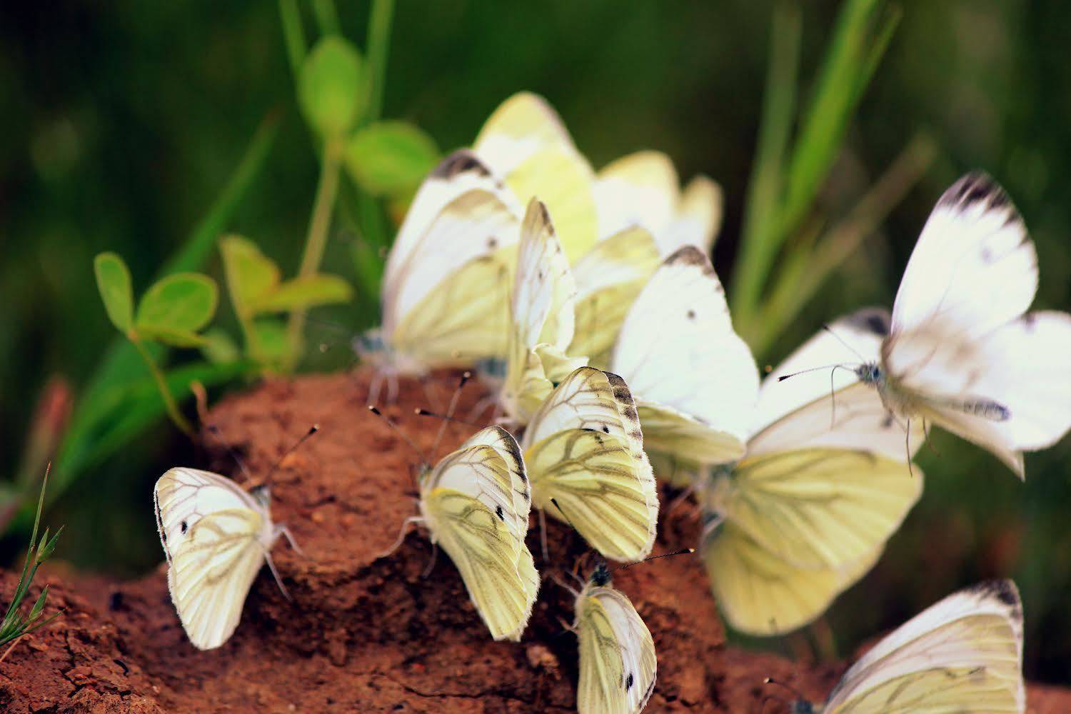 , Зоя Малхова