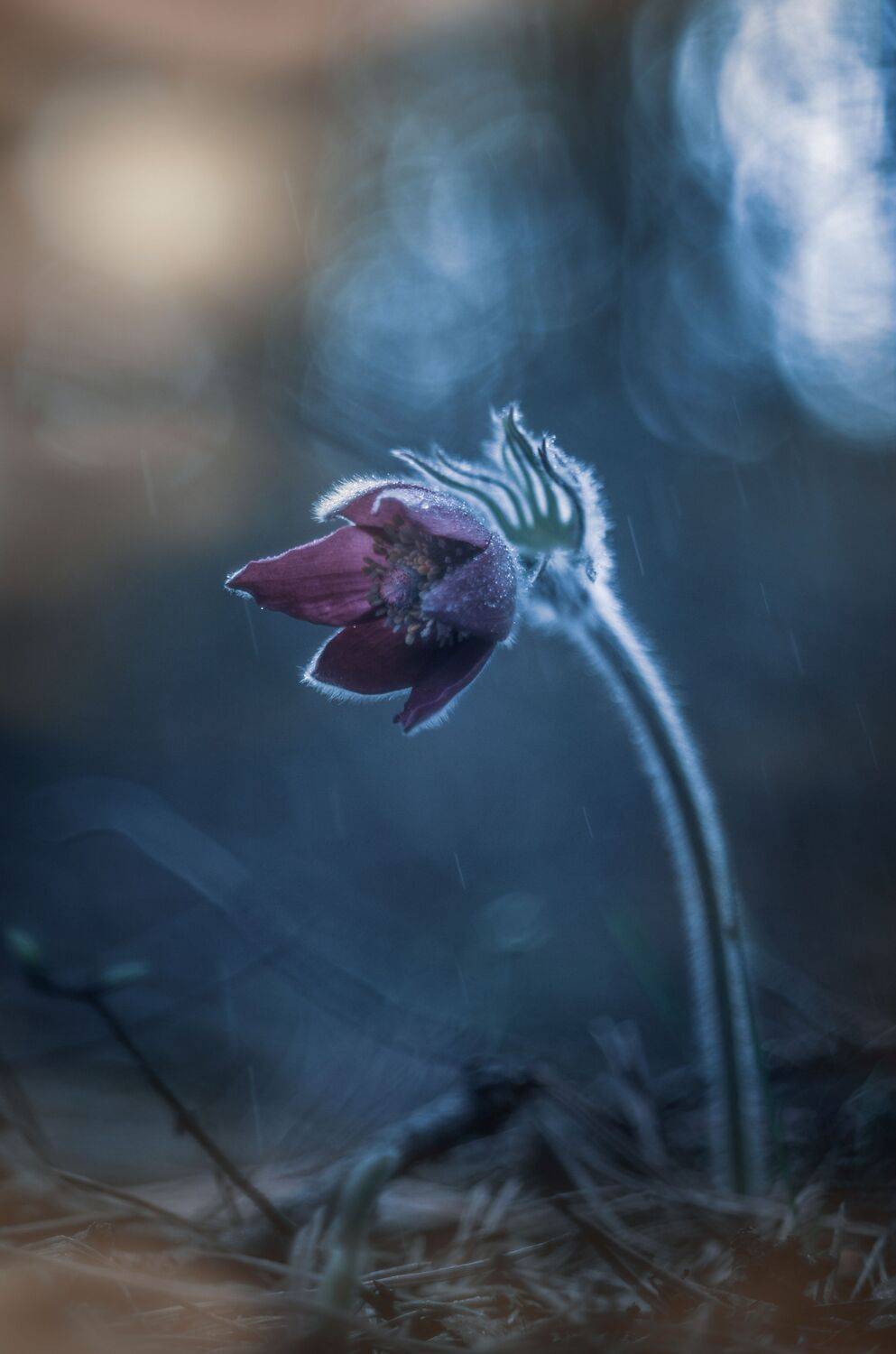 , Лапшина Владлена