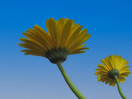 yellow gerbera on a sky background