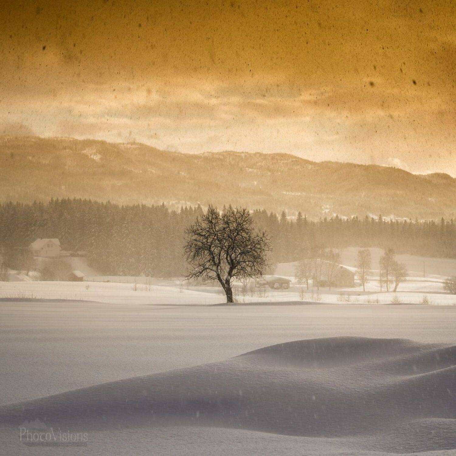 winter,snow,treemsnowy,light,norway,, Adrian Szatewicz
