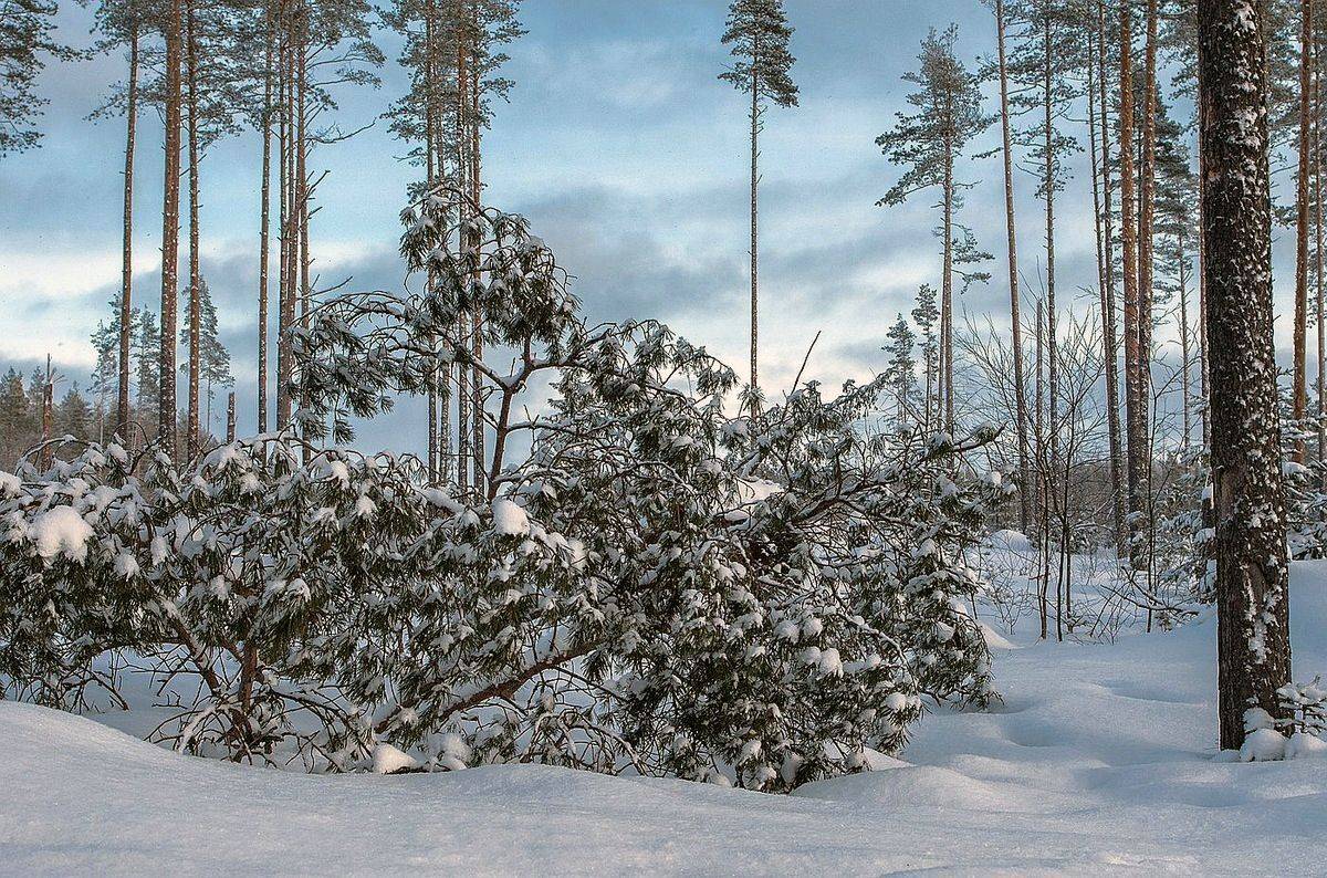 , Орлов Олег