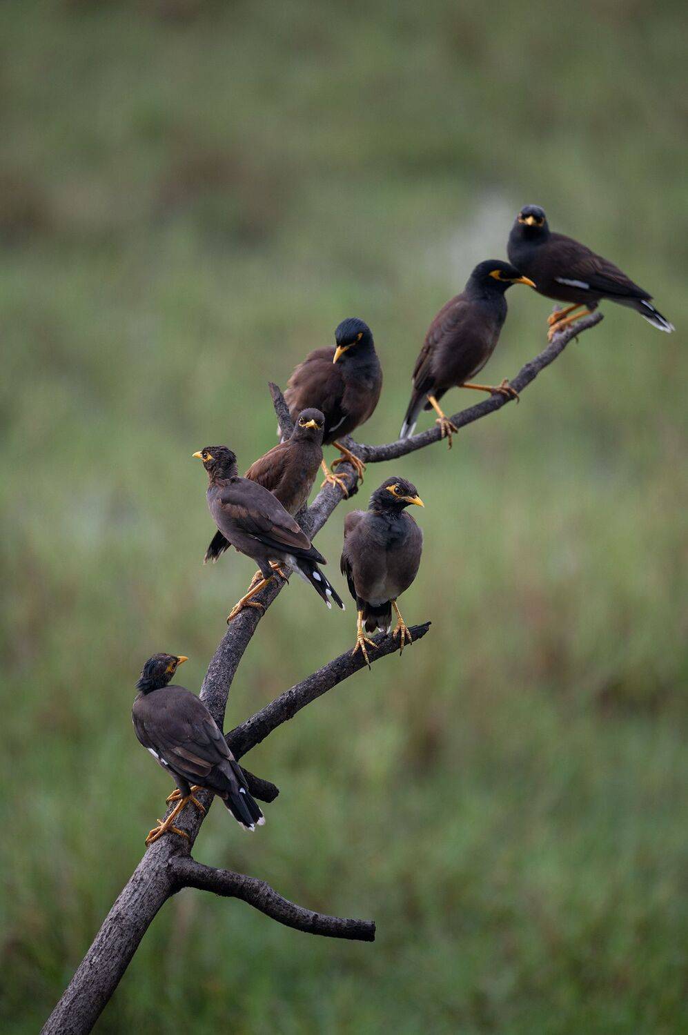 bird,birds,nikon,wild,water,shadows,lake,pond,flowers,myna,colors,nikon,beauty,nature,animals,eyes,sparrow,songbird,group,gang, G N RAJA
