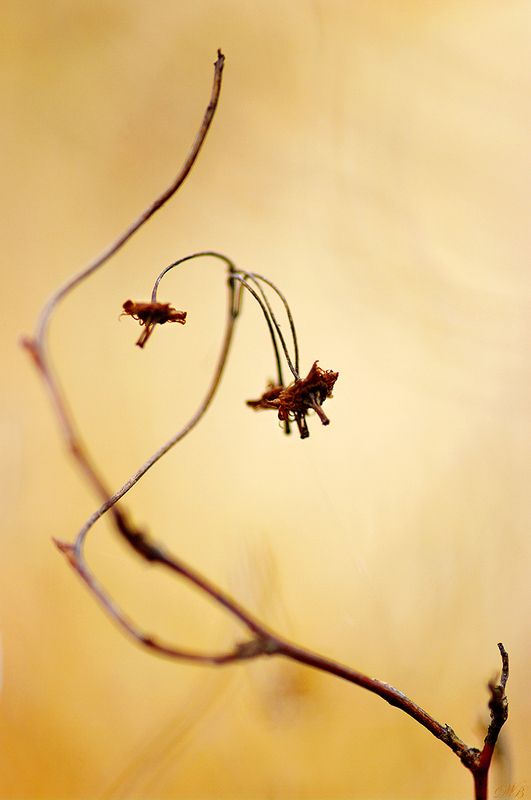 abstract, abstraction, abstract work, close-up, color, colors, color image, figure, image, nature, photography, Figure фото превью