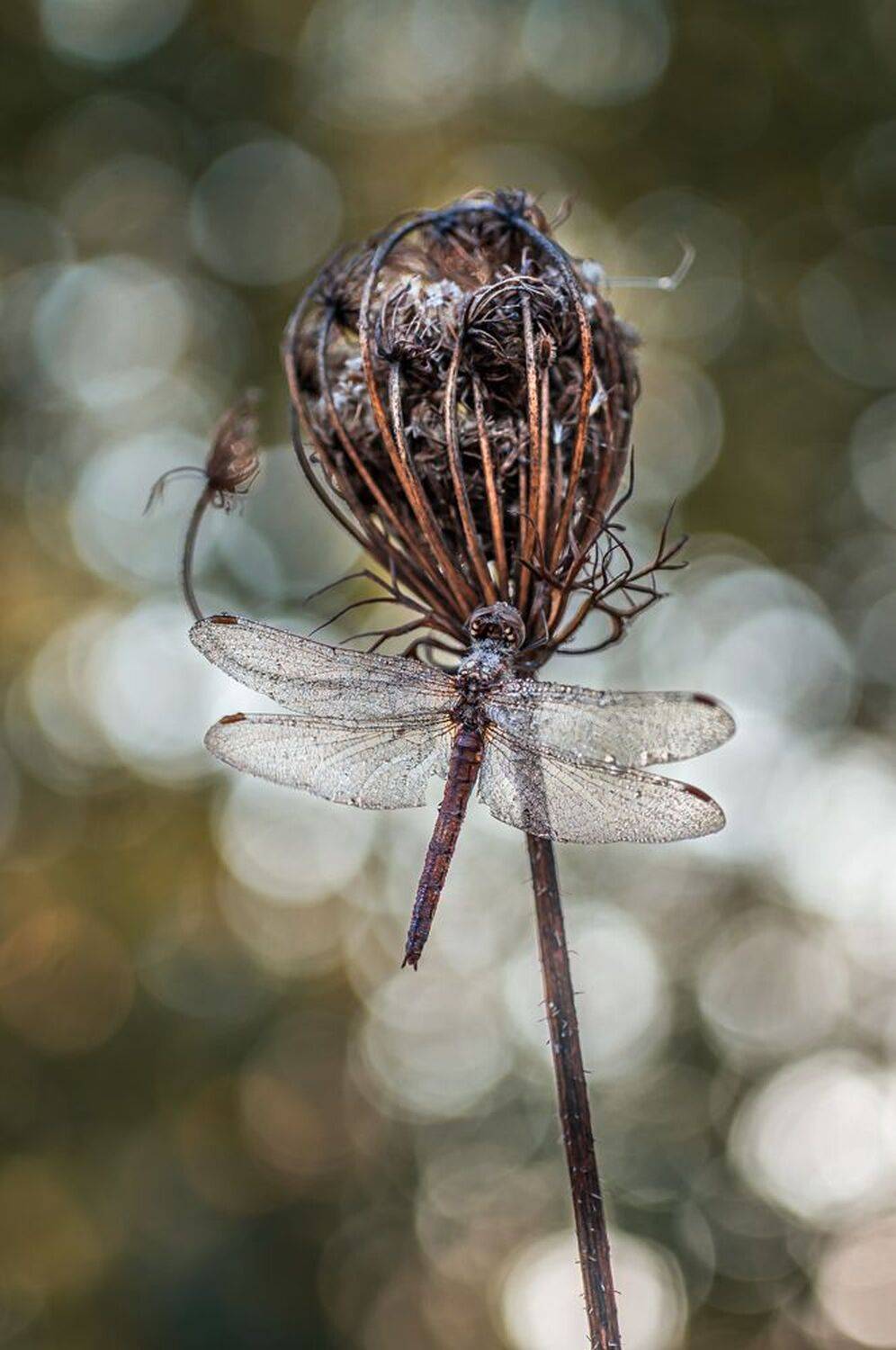 , Чепленко Алексей