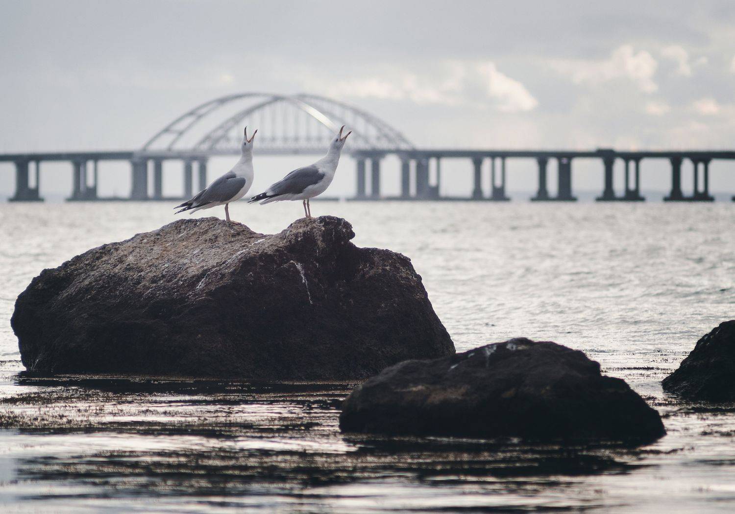 зима, пейзаж, город, черное море, керченский пролив, крымский мост, чайки, большая серебристая чайка, арки моста, юпитер 37а, мс юпитер 37 а, советские линзы, атмосферное, боспорское царство, мирмекий, керчь, крым, россия, анатолий щербак, Анатолий Щербак