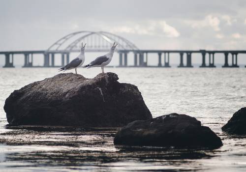 Серебристые чайки взывали к зиме.