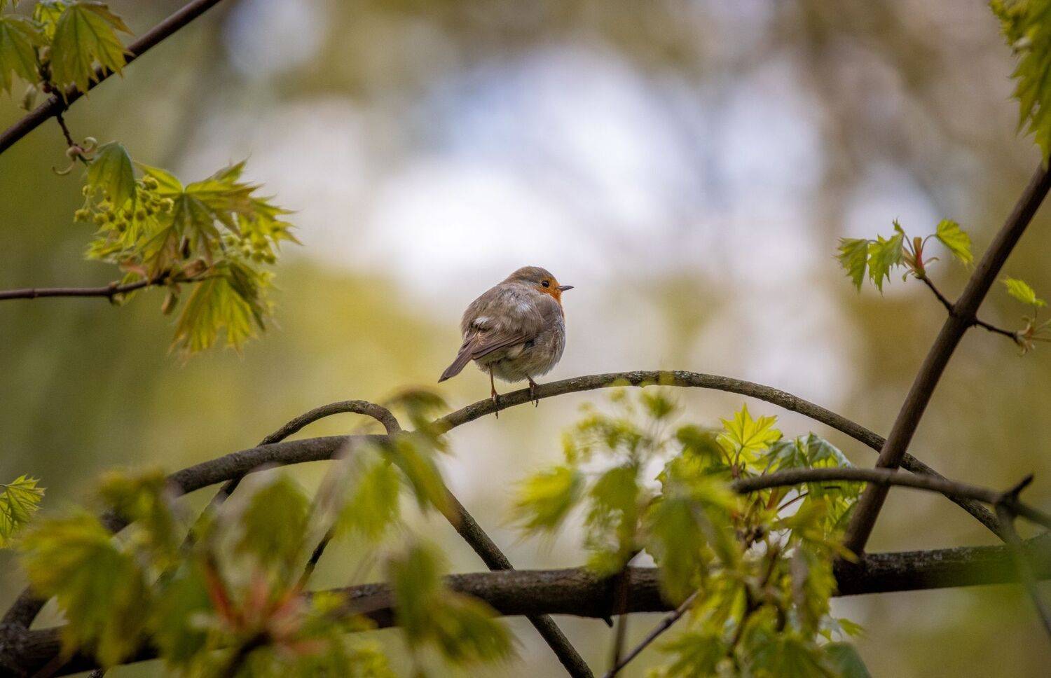 зарянка, малиновка, европейский, птица, бёрдвотчинг, дикий, дикая природа, ветка, веточка, клён, дерево, боке, листья, май, весна, россия, москва, воробьёвы горы, парк, лес, город, виньетирование, Котов Андрей