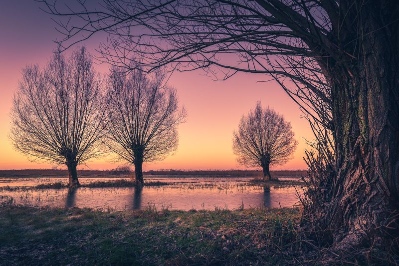 Fairy-tale willows фото превью