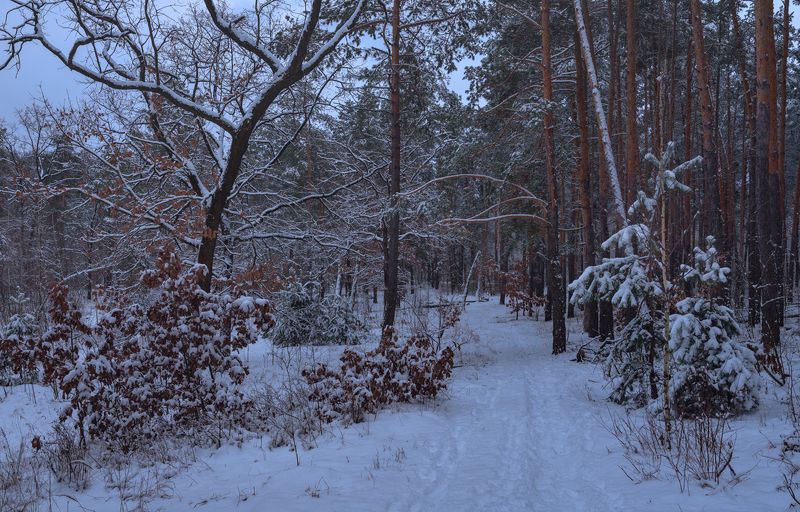 лес зима январь снег вечер сумерки Вокруг снега и тишина фото превью