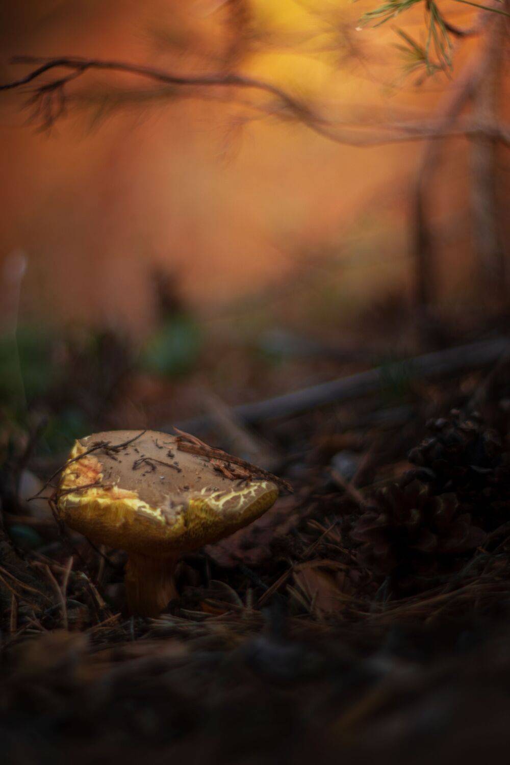 orange,mushroom,wild,nature,light,bokeh,zenit,helios,yellow, Борислав Алексиев