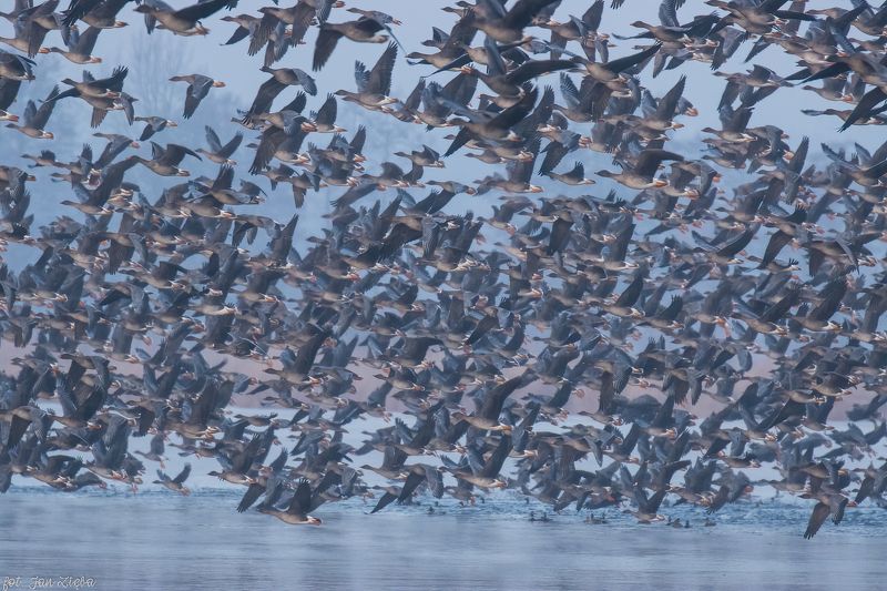 Geese фото превью