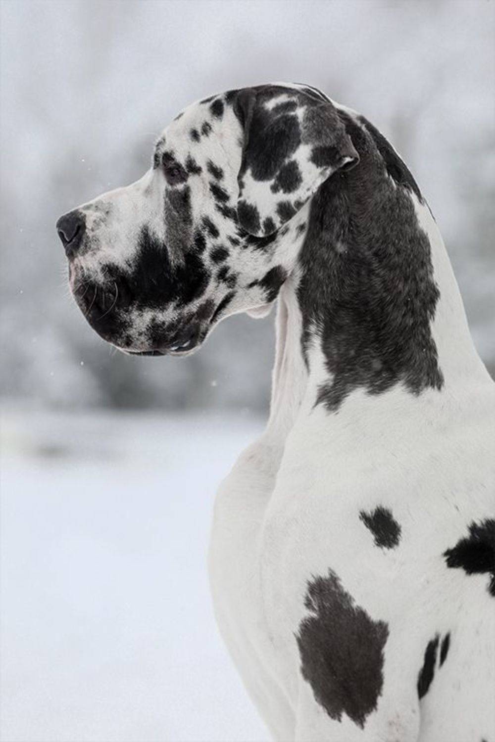 , Андрей Ершов