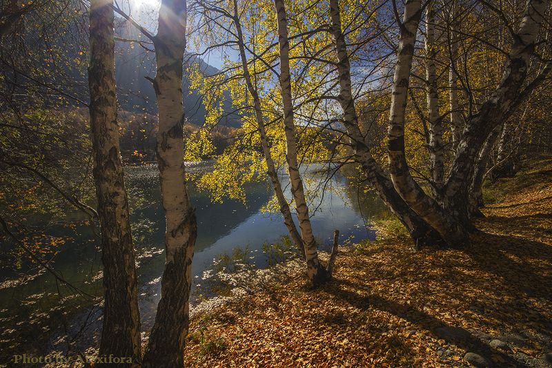 Березовое настроение фото превью