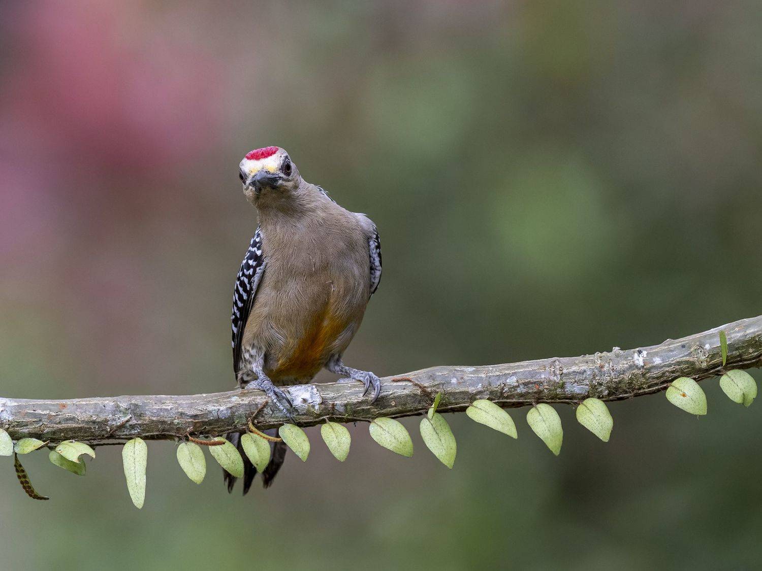 , Fernando Burgalin Sequeira