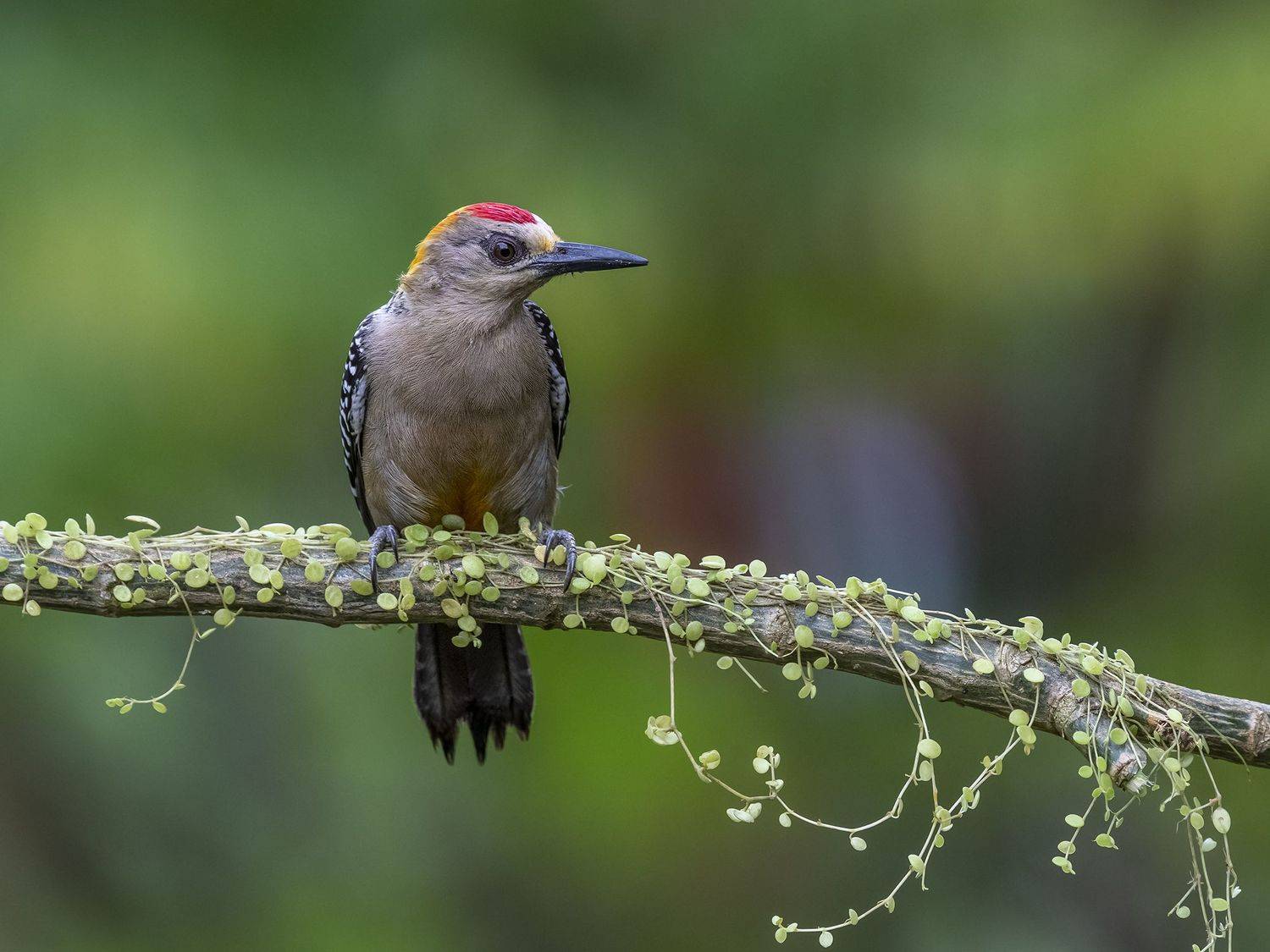 , Fernando Burgalin Sequeira