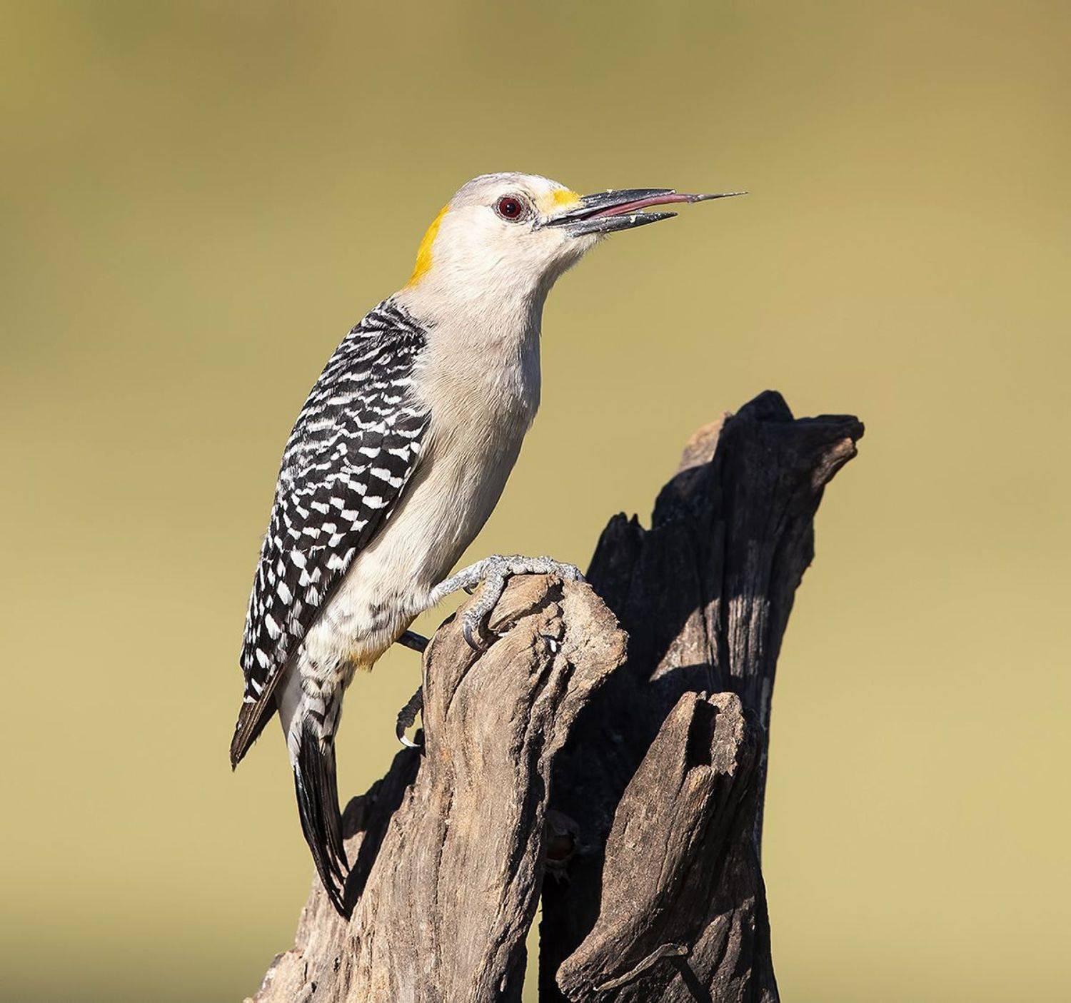 golden fronted woodpecker, золотолобый меланерпес, дятел, woodpecker, tx, texas, Elizabeth Etkind