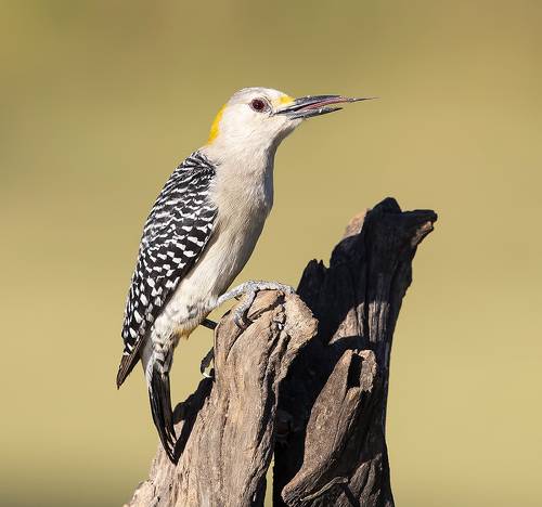 Золотолобый меланерпес - Golden fronted Woodpecker female