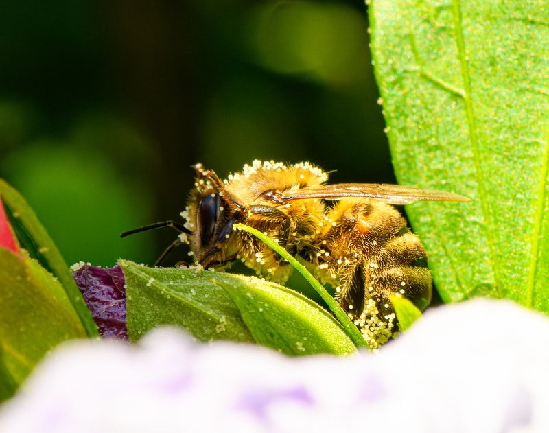 Honeybee and pollen фото превью
