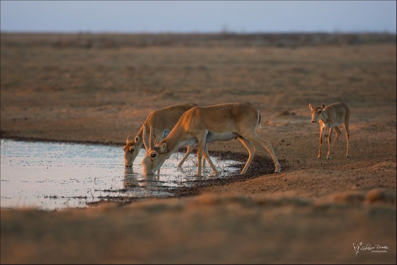 * * * фото превью