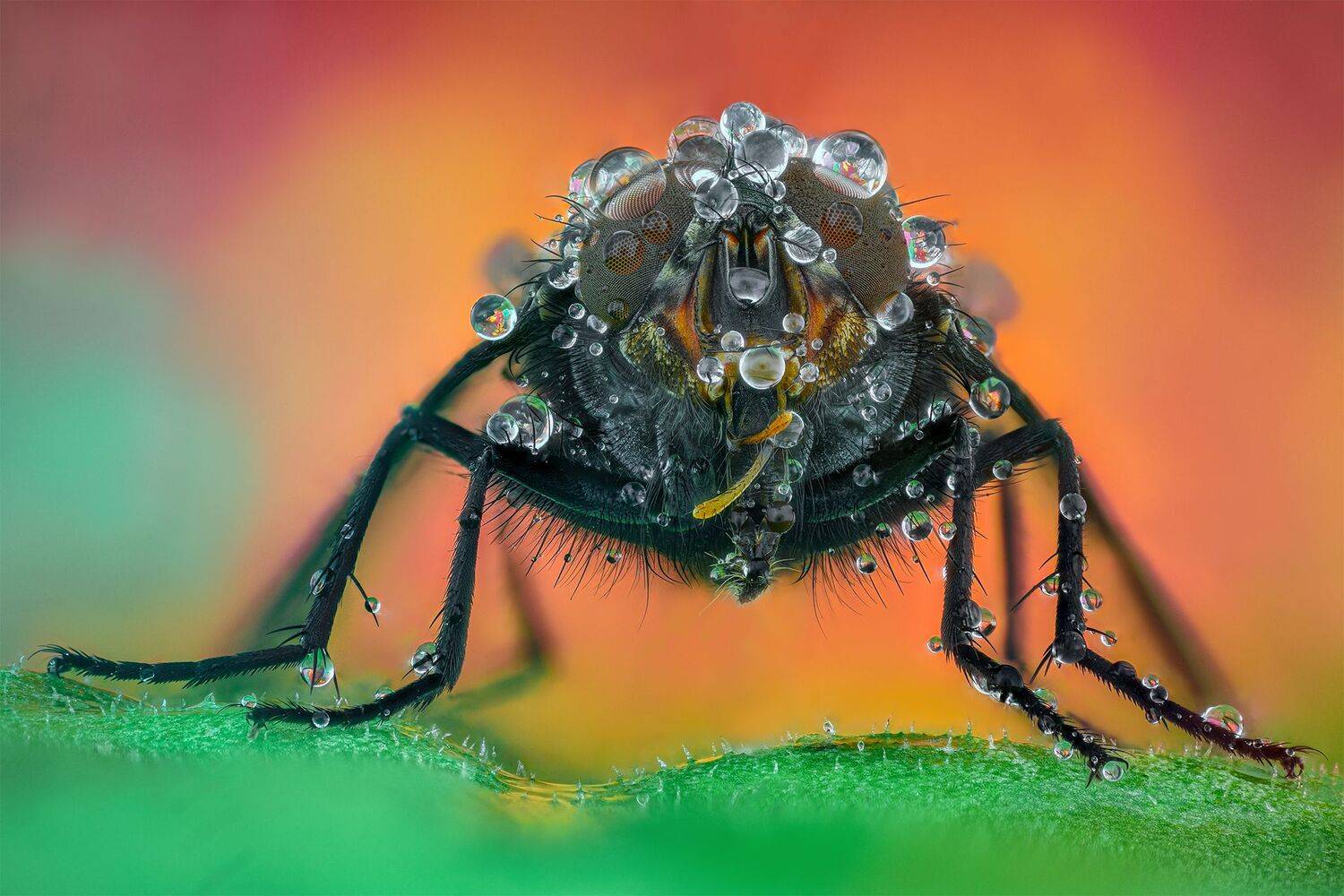 ceclii, macro, d7200, lomo 3.7, Tsvetan Ganev