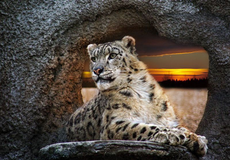 барс Снежный принц фото превью