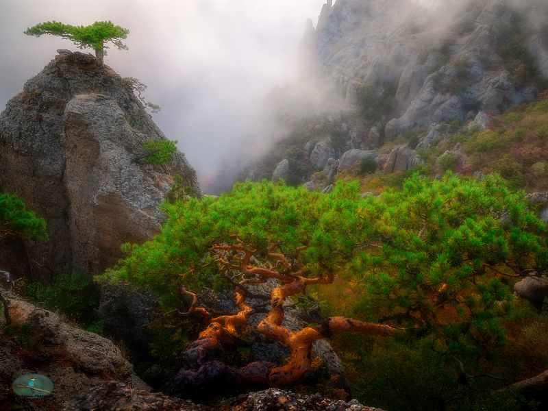 Бонсай фото превью