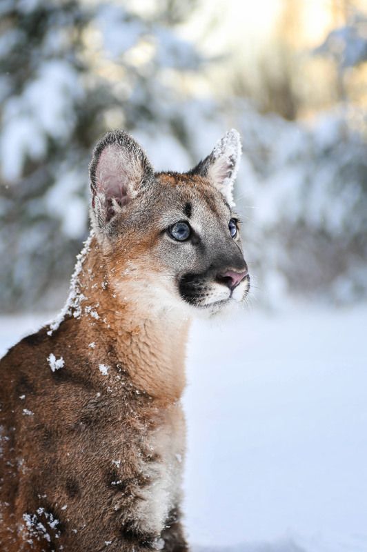 Маленький пума Амо фото превью