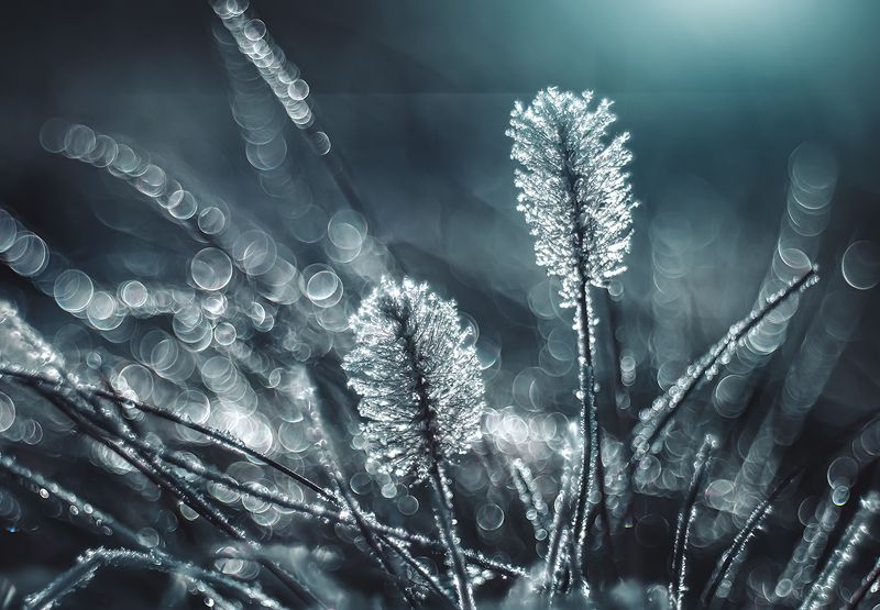 Frozen фото превью