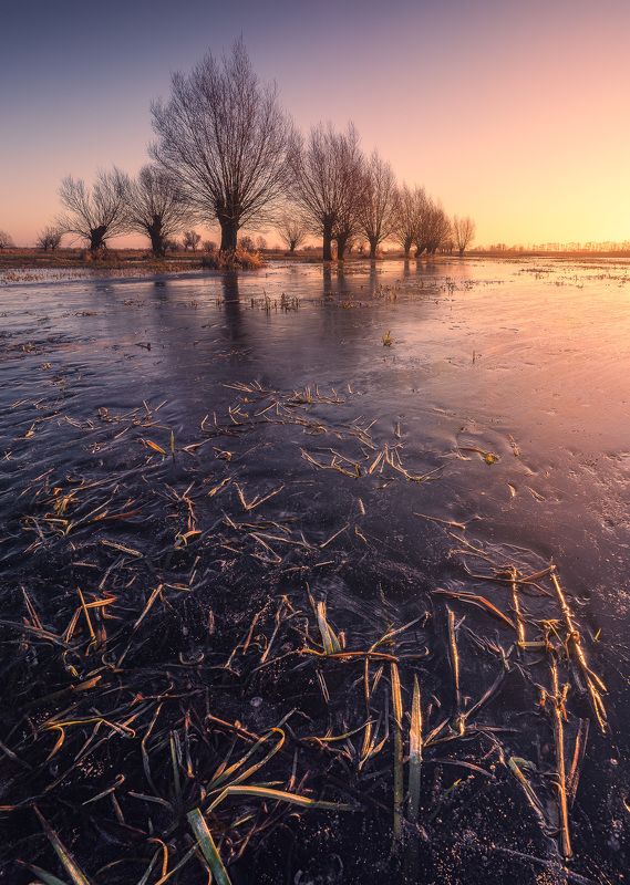 Willows фото превью