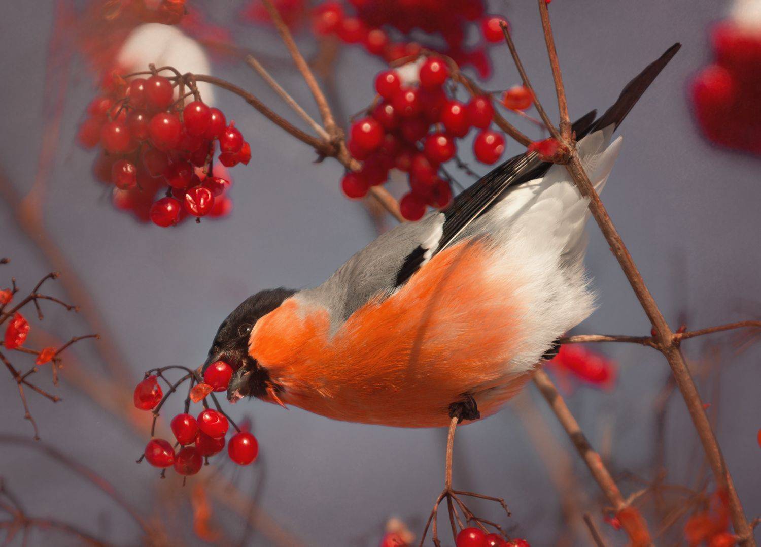 , Баранов Олег