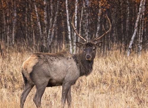 Благородный олень.