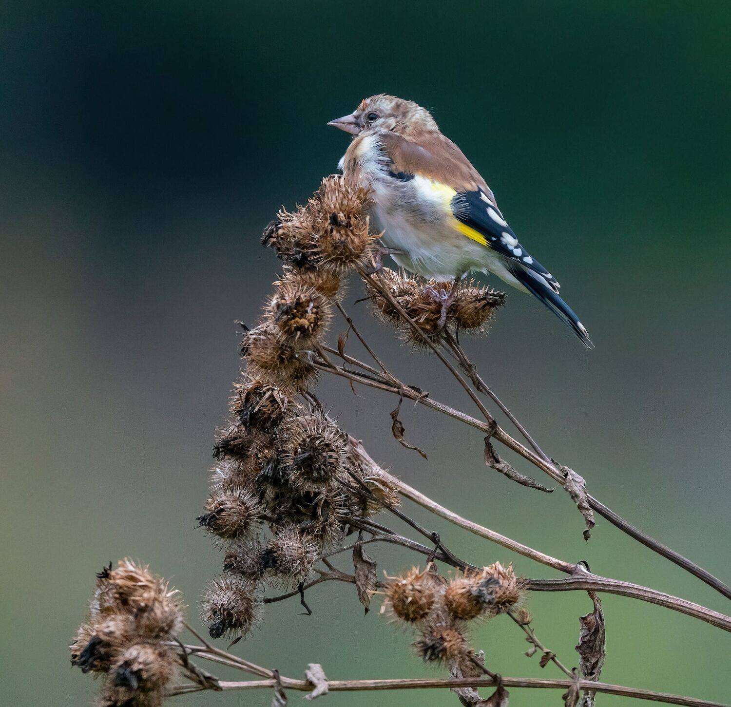 , Константин Дэм