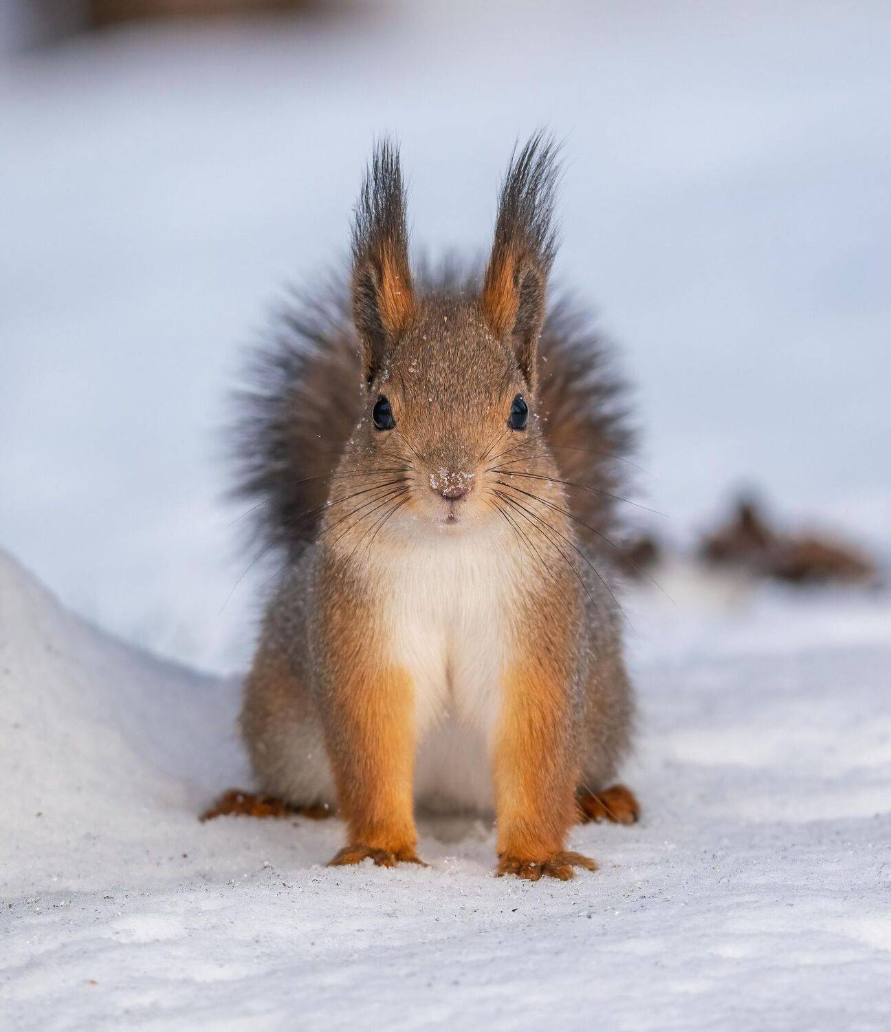 , Константин Дэм