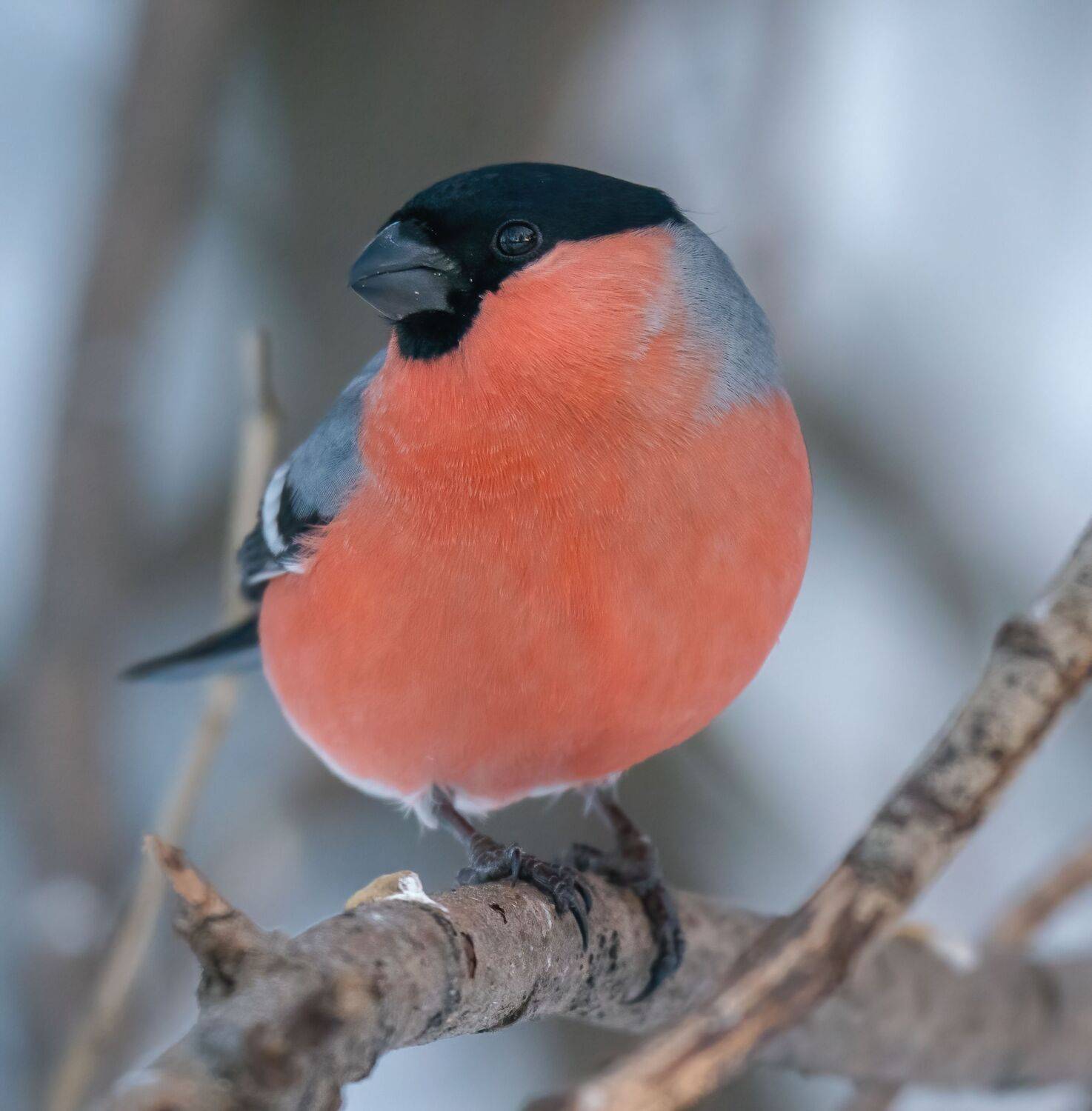 , Константин Дэм