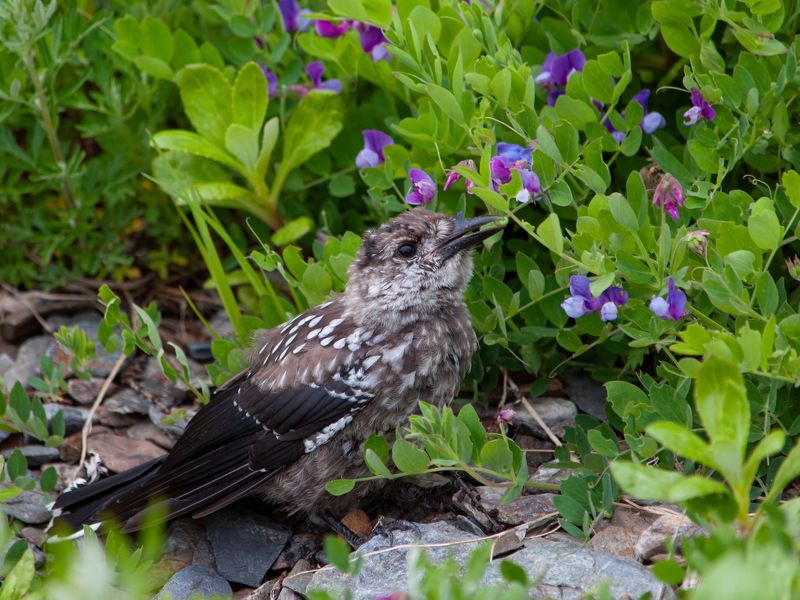 Кедровка фото превью