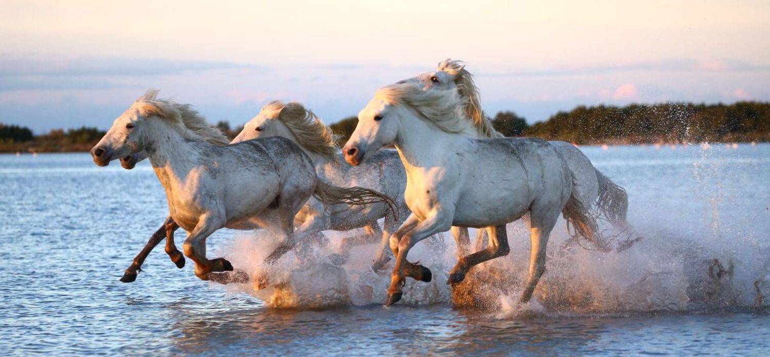 , Гудков Андрей